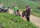 Polisi Probolinggo Lakukan Monitoring Tanaman Seledri di Desa Sariwani  Sukapura