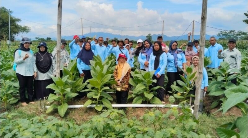 Tingkatkan Kualitas dan Kuantitas Produksi, Dinas Pertanian Tulungagung Manfaatkan DBHCHT untuk Penyuluhan dan Pendampingan ke Petani Tembakau