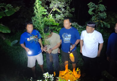 Tanam Ganja di Rumah, Dua Warga Plosoklaten Diamankan Polres Kediri