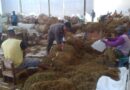 Kehadiran Perusahaan Rokok Lokal Bantu Tingkatkan ya Kesejahteraan Petani Tembakau di Sumenep