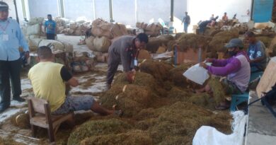 Kehadiran Perusahaan Rokok Lokal Bantu Tingkatkan ya Kesejahteraan Petani Tembakau di Sumenep