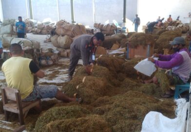 Kehadiran Perusahaan Rokok Lokal Bantu Tingkatkan ya Kesejahteraan Petani Tembakau di Sumenep