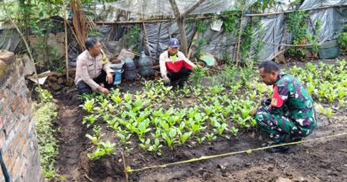 Dukung Ketahanan Pangan, Polisi dan Babinsa Kompak Dampingi Warga Ngadipiro Tanam Sawi Bernilai Ekonomi Tinggi