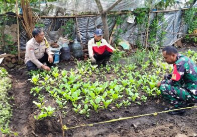 Dukung Ketahanan Pangan, Polisi dan Babinsa Kompak Dampingi Warga Ngadipiro Tanam Sawi Bernilai Ekonomi Tinggi