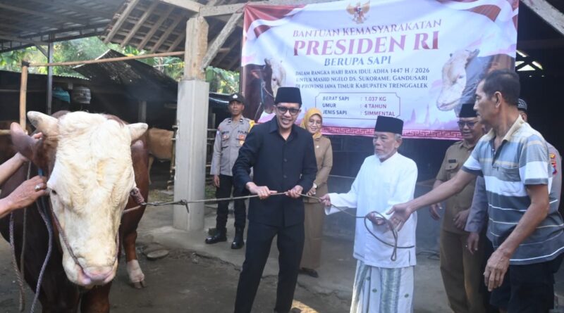 Wabup Syah Serahkan Sapi Kurban Presiden Prabowo di Trenggalek