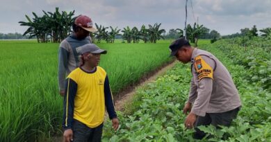 Bhabinkamtibmas Jatikalen Pantau Budidaya Terong di Tengah Hamparan Padi