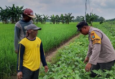 Bhabinkamtibmas Jatikalen Pantau Budidaya Terong di Tengah Hamparan Padi