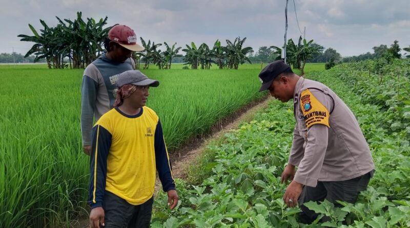 Bhabinkamtibmas Jatikalen Pantau Budidaya Terong di Tengah Hamparan Padi