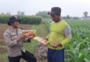 Dukung Swasembada Pangan, Bhabinkamtibmas Polsek Nganjuk Kota Bagikan Benih Jagung Bhayangkara kepada Petani