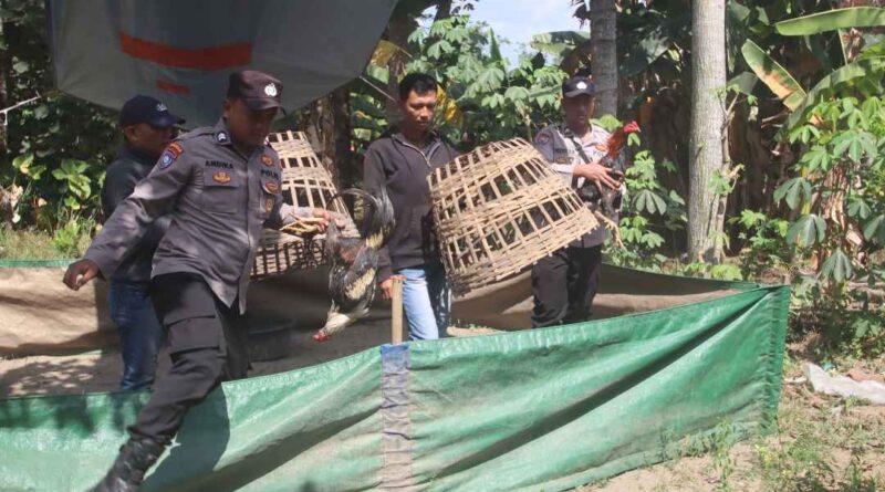 Polres Blitar Kota Tindak Cepat Dugaan Perjudian Sabung Ayam, Arena di Ponggok dan Srengat Dibubarkan