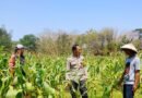 Polsek Bakung Dukung Ketahanan Pangan, Bhabinkamtibmas Sambangi Petani Jagung