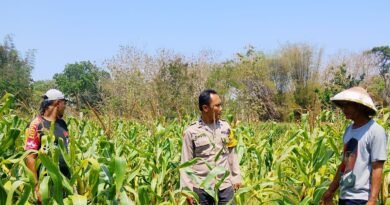Polsek Bakung Dukung Ketahanan Pangan, Bhabinkamtibmas Sambangi Petani Jagung
