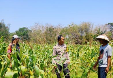 Polsek Bakung Dukung Ketahanan Pangan, Bhabinkamtibmas Sambangi Petani Jagung
