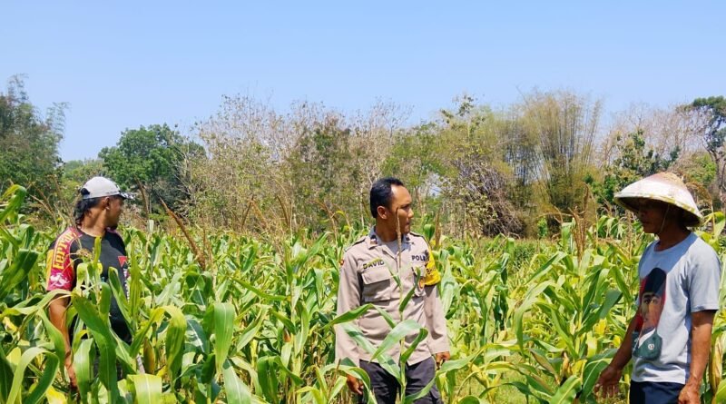 Polsek Bakung Dukung Ketahanan Pangan, Bhabinkamtibmas Sambangi Petani Jagung